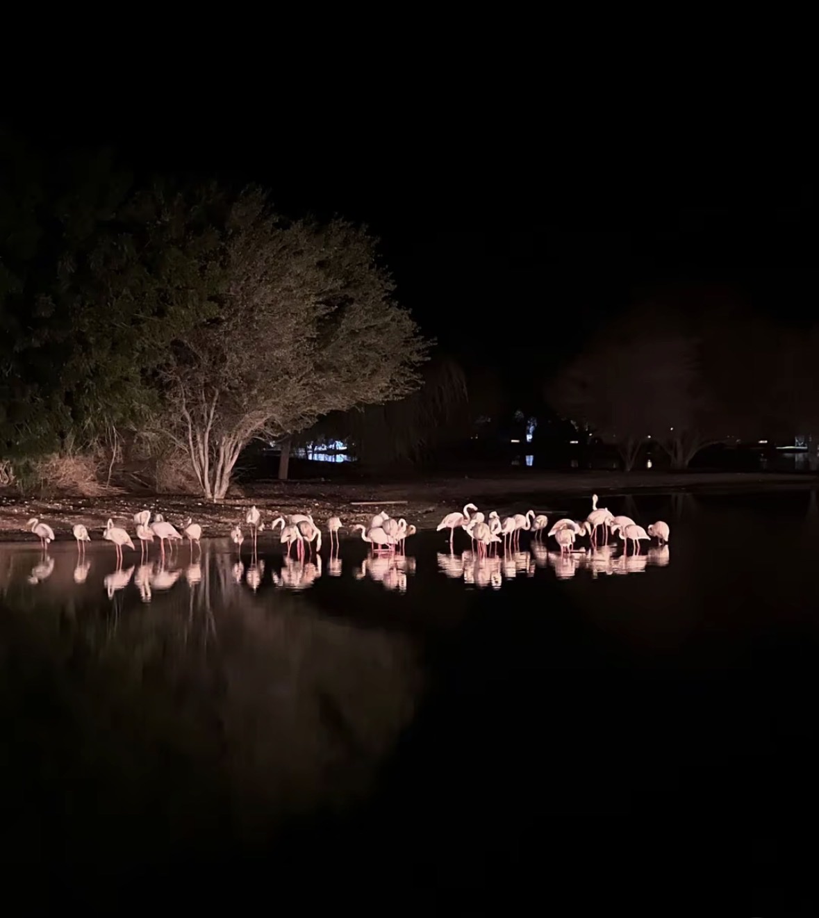 Flamingo lake I Spot photo 1