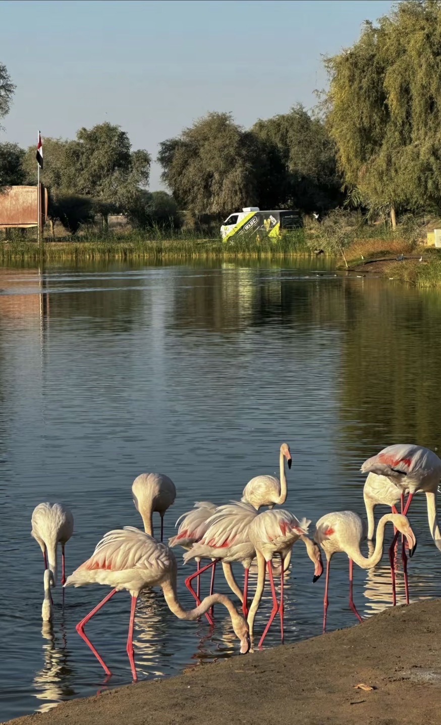 Flamingo lake I Spot photo 2