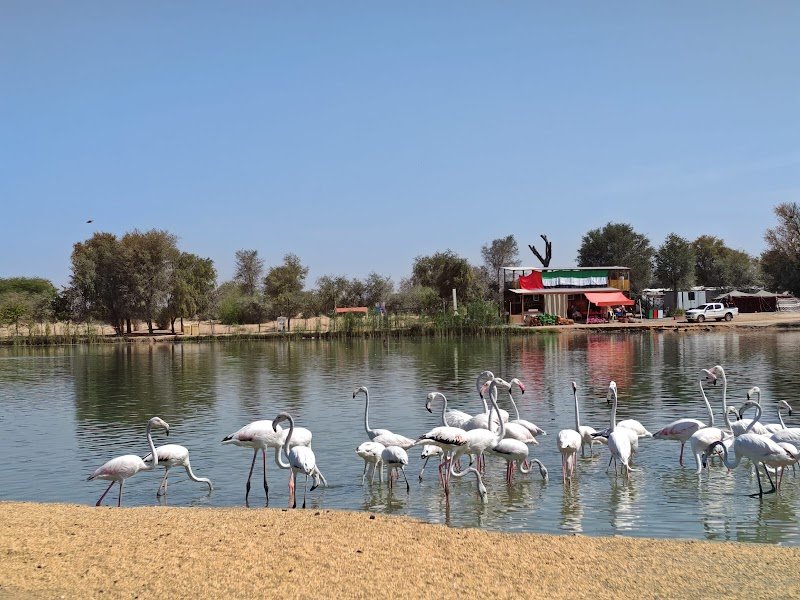 Flamingo lake I Spot, Attraction in Saih Al Salam